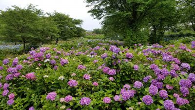 愛宕山公園のあじさい（色麻町）_20200707_130254