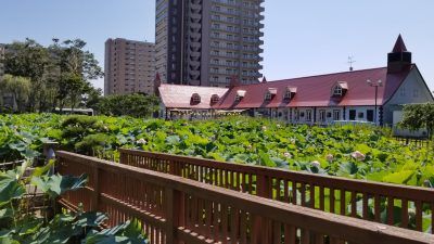 サッポロビール仙台ビール園のビオトープ_20200820_135155