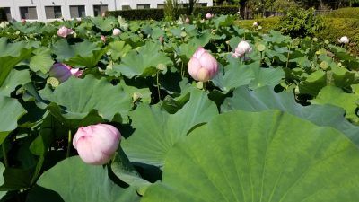 サッポロビール仙台ビール園のビオトープ(蓮の花)_20200820_135208