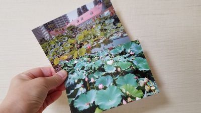 2012年(平成14年)のサッポロビール仙台ビール園の蓮の花_20200821_091055