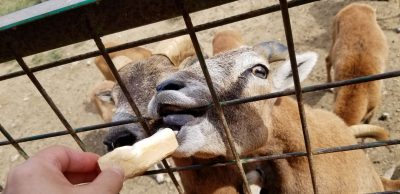 やっているのかいないのか？宮城県民（南部）にはよくわからない岩手サファリーパークに行ってみました！（岩手県一関市）_20210924_110724