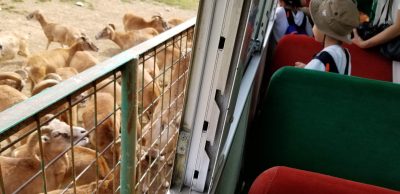 やっているのかいないのか？宮城県民（南部）にはよくわからない岩手サファリーパークに行ってみました！（岩手県一関市）_20210924_110740