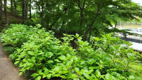 「花とアートの森」IGRいわて銀河鉄道に乗って石神の丘美術館に行こう_w1280_20230622_123159