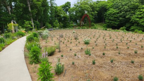 植え替えられたラベンダー「花とアートの森」IGRいわて銀河鉄道に乗って石神の丘美術館に行こう_w1280_20230622_125448