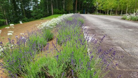 「花とアートの森」IGRいわて銀河鉄道に乗って石神の丘美術館に行こう_w1280_20230622_130533