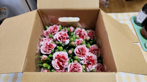 カーネーションが水枯れしても秋に又咲かせたい！「花」よりも目標達成が好き?_w1280_20230511_173618