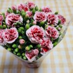 カーネーションが水枯れしても秋に又咲かせたい！「花」よりも目標達成が好き?_w1280_20230511_173933
