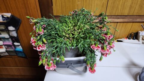 カーネーションが水枯れしても秋に又咲かせたい！「花」よりも目標達成が好き?_w1280_20230524_193607