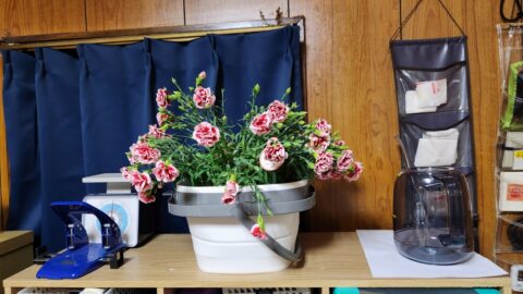 カーネーションが水枯れしても秋に又咲かせたい！「花」よりも目標達成が好き?_w1280_20230524_224658