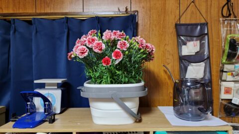 カーネーションが水枯れしても秋に又咲かせたい！「花」よりも目標達成が好き?_w1280_20230525_040932