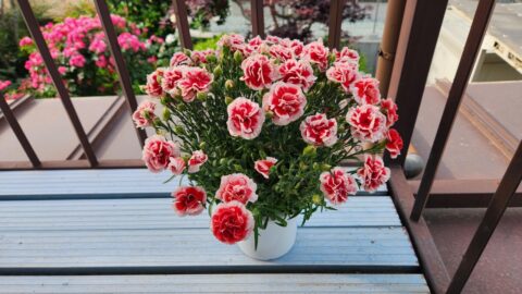 カーネーションが水枯れしても秋に又咲かせたい！「花」よりも目標達成が好き?_w1280_20230528_070926