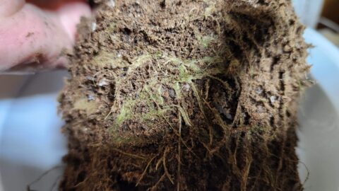 カーネーションが水枯れしても秋に又咲かせたい！「花」よりも目標達成が好き?_w1280_20230601_182818