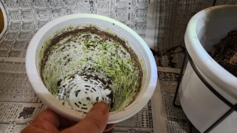 カーネーションが水枯れしても秋に又咲かせたい！「花」よりも目標達成が好き?_w1280_20230601_182824