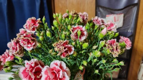 カーネーションが水枯れしても秋に又咲かせたい！「花」よりも目標達成が好き?_w1280_20230601_185905