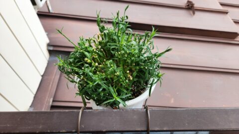 カーネーションが水枯れしても秋に又咲かせたい！「花」よりも目標達成が好き?_w1280_20230612_073836