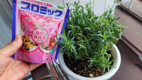 カーネーションが水枯れしても秋に又咲かせたい！「花」よりも目標達成が好き?_w1280_20230625_054904