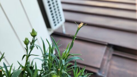 カーネーションが水枯れしても秋に又咲かせたい！「花」よりも目標達成が好き?_w1280_20230703_145249